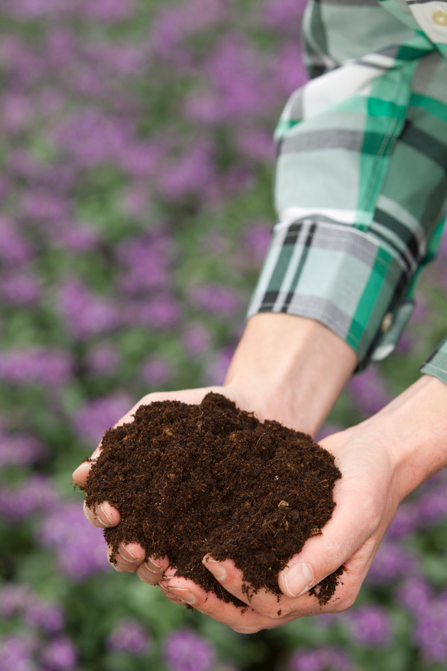 Hands Holding Organic Soil