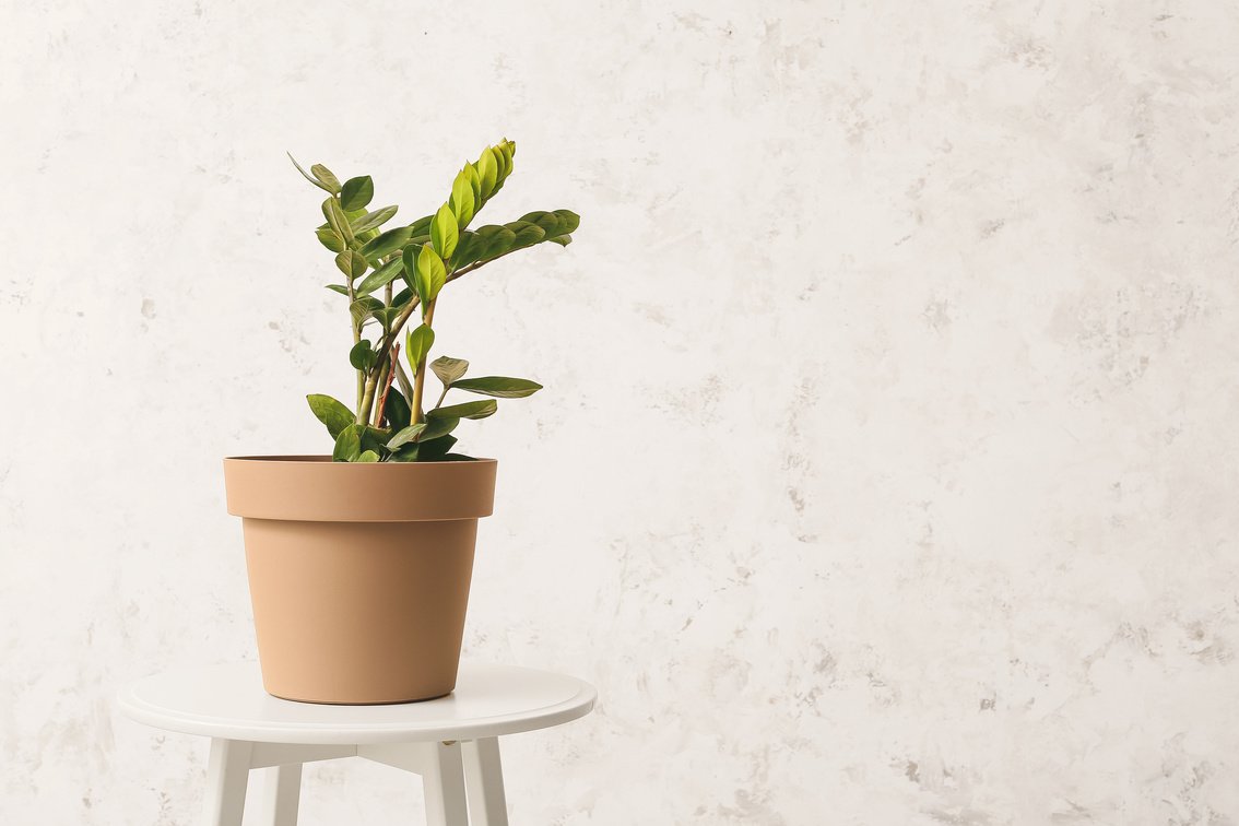 Potted Plant on a Round Table